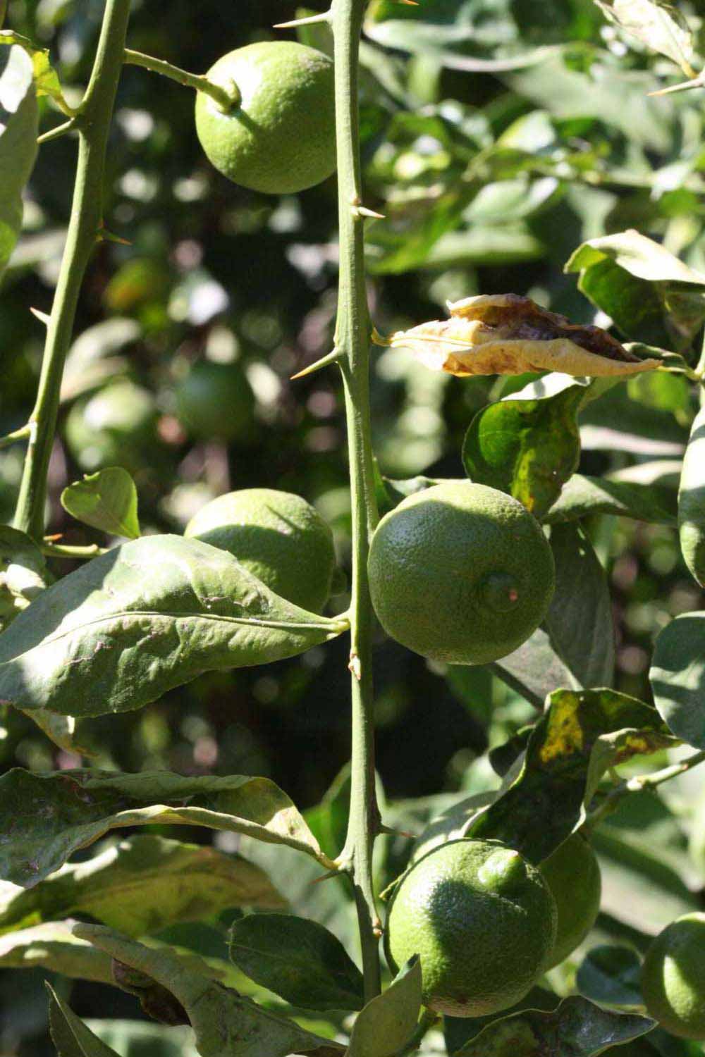            First year twig (Milsweet, Riverside, CA)   